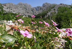 Paklenica